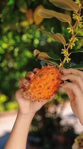 The taste fresh fruits | Organic Culture