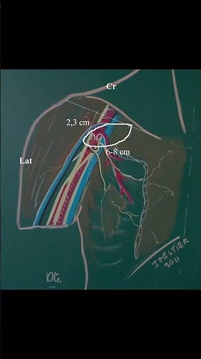 Ansa Pectoralis Explained 💪#anatomy #ATC #physio #ortho #meded