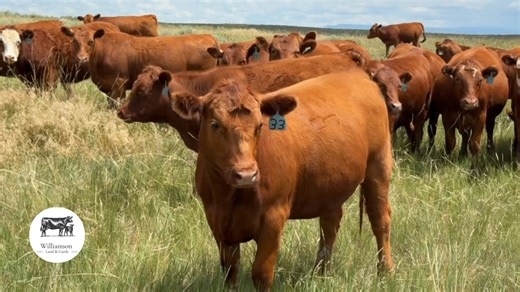 7.7K views · 34 reactions | RED ANGUS BRED HEIFERS - Man these are...