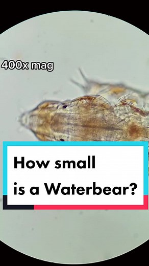 Understanding the Size of Water Bears Under Different Magnifications