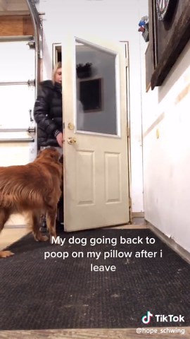 Dog Pooping on Pillow Reactions