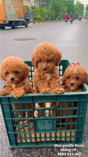 Chúng con chào cô chú ạ! Chú mọi người ngày mới khoẻ mạnh