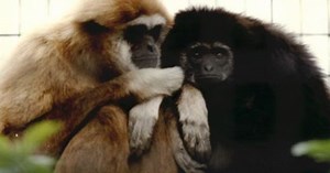 Trí thông minh con người,động vật thông minh hơn con người