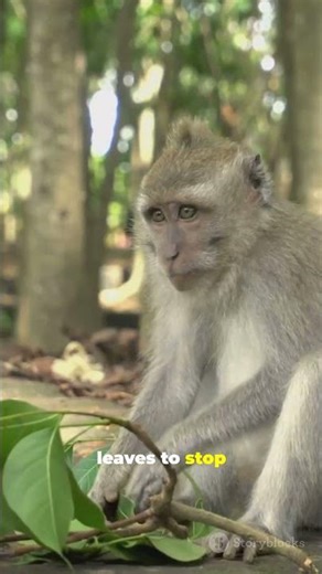 Monkeys Invent Medicine? Watch Their Wild DIY Tools #facts #marinemystery #discoverthewonder