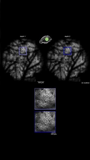 Large-scale recording of the activity of thousands of neurons in the mouse visual cortex #science