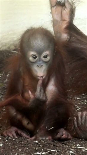 Watch Funny Moments of a Baby Orangutan #shorts#orangutans#funnyvideo#funnyanimals