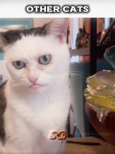 Gatos: Comparaciones y Diversión con Mascotas