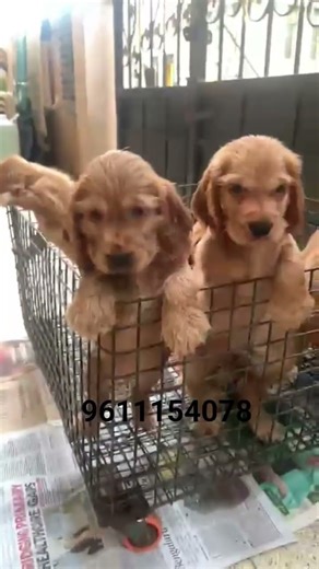 Gold Colour Cocker Spainel #DogsforsaleinBangalore #dogsforsale #puppy #kennelfarm #dogbreed #kennel