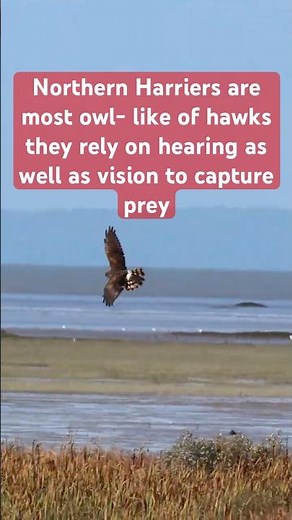Northern Harrier Hawk | The northern harrier, also known as the marsh hawk