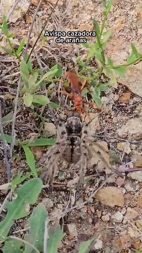 9.1K views · 77 reactions | Las avispas arañeras  (Pompilidae)...