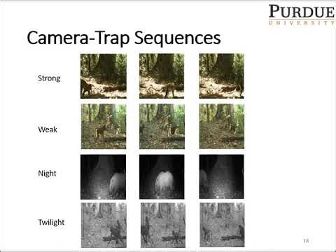 Animal Localization in Camera Trap Images with Complex Backgrounds, SSIAI 2020