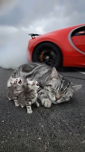 American Gray Shorthair Cat Collapses on the Road — A Kind American Man Saves Her Life | Meow Moments