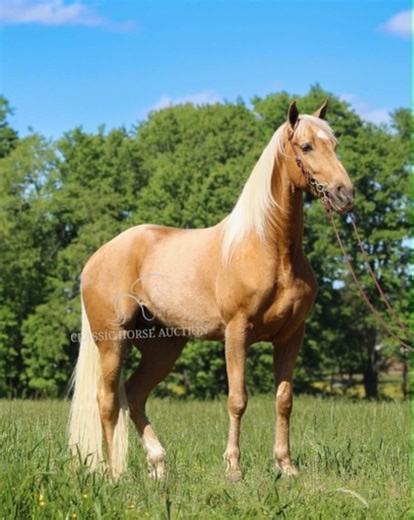 Tennessee Walking Horse for Sale – Palomino Gelding Safe Trail Horse