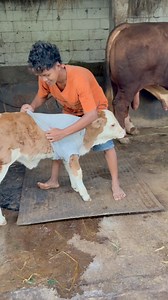 838K views · 9.3K reactions | Baju dinas sapi mau keluar piknik dulu 藍藍藍 #sapilucu #kandangsapi #DidikJaya | Yt Gandi | Facebook