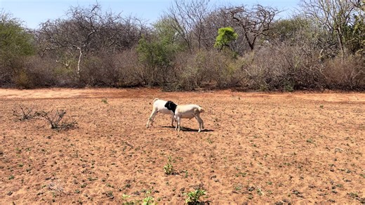 Understanding Animal Personalities: A Comedic Observation