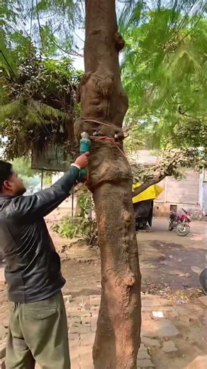 I will do everything a tree lover should do to save trees. 🌳 #savetrees #savenature