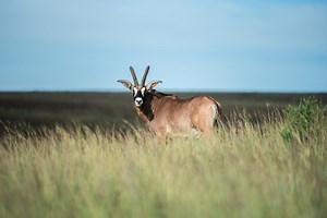 Nyika North Luangwe - Peace Parks Foundation