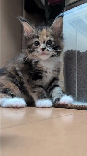 カラフルなメインクーン赤ちゃんの柑奈ちゃん