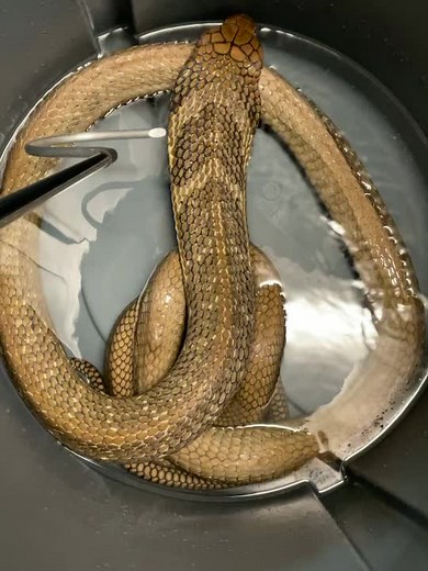 The huff and growl of the king cobra. Sounds like a wind storm. #kingcobra #ProjectCar #fyp #ophiophagus #cobras #jenerikreptiles