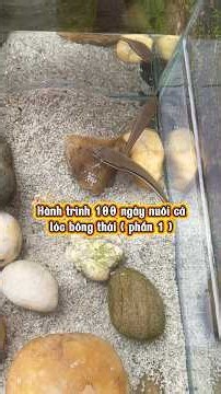 My 100-Day Journey Raising Thai Giant Snakehead Fish (Part 1) #haugaureview #giantsnakehead #shorst