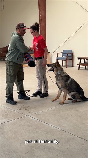 #protectiondog training is often misunderstood. It is one of the safest forms of training you can teach your dog. Watch for more . #dogtraining #dogtrainer #nj #dogs #obedience | Pro Canine Center