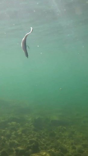 Core Tackle on Instagram: "The all-new Scamper Rig gives fluke-style baits a unique vibrating action when pulled quickly through the water—creating an entirely new look for one of the most effective bass fishing lures ever! Available now at CoreTackle.com or via the link in our bio!"