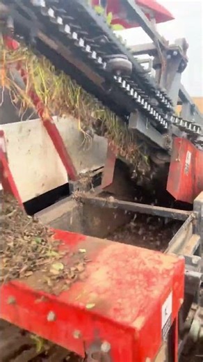 Peanut machine harvesting process