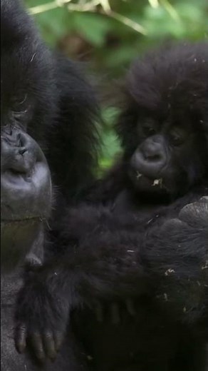 Gorillas in the Wild: A Glimpse into Their Natural Habitat