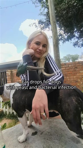 DIY Ear Drops for Dogs with Yeast Infection