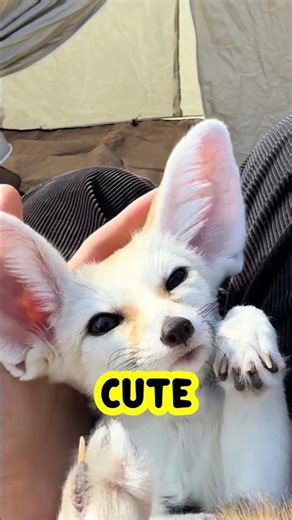 This Tiny Desert Fox Has EARS Bigger Than Its BODY?! 😱🦊