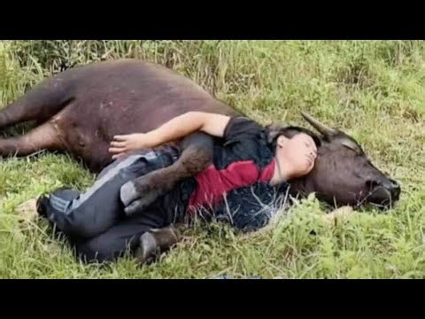 When Animals Become Soulmates with Their Humans 🥰