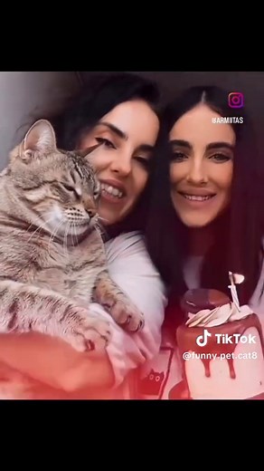 #cat #funny #fyp #catsoftiktok #funnycats #foryou #tiktok