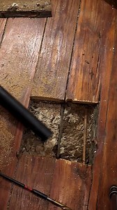 MASSIVE Eastern Yellow Jackets Nest Removed from a client's attic floor! She was stung in bed while she slept, she woke up to find hundreds of yellow jackets in her room, so she called me to come and remove this nest! Instead of cutting through her bedroom ceiling to extract her nest, she chose for me to extract it through her attic floor where no one would see it. #fyp #viral #hornetking #viralvideos #foryou #yellowjacket #wasp | Hornet King LLC