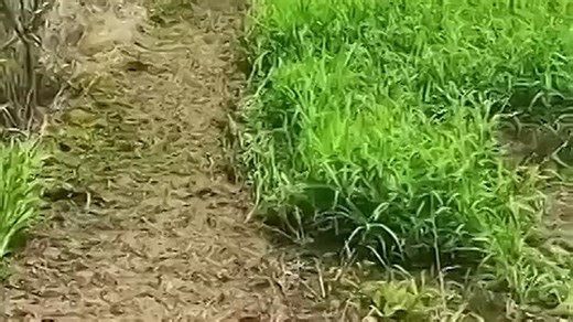 Видео Такой помощник нужен на каждой даче | OK.RU