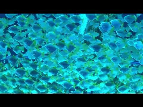 Selected Verses - Surah 26 (Ash-Shu'ara) - Verses 68-72 #shorts