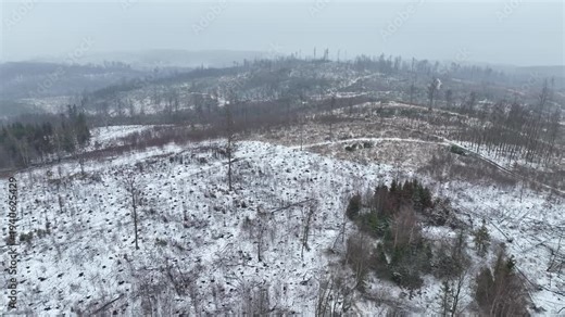 Bark beetle Ips typographus winter snow ice forests Jeseniky mountain aerial drone Scolytinae calamity dangerous pests forestry industry economic damage infestations feed and breed between the bark