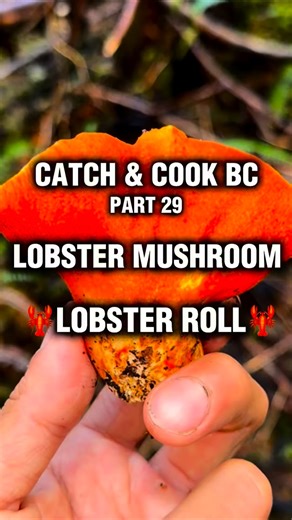 JP on Instagram: "🦞🍄🔥 CATCH & COOK BC – Lobster Mushroom Roll 🌲✨🍋 Found a cluster of lobster mushrooms glowing like embers on the forest floor — bright orange, meaty, and pretending to be seafood with suspicious confidence 🍄🦞🌿. Gave them a dry sauté to coax out that wild aroma, then hit them with butter, cream, and dill 🧈🥛🌱 until the woods started smelling like a coastal diner. Packed it all into a toasted roll and finished with lemon zest 🍋✨ — a forest-born lobster roll that never s