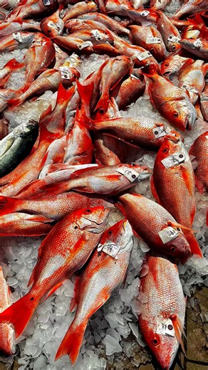 🎣 First day of snapper season = HUGE success! Want in on the action? Spots are filling fast—book your offshore trip now: www.fishermanswharfporta.com 🌊🔥 | Port Aransas Fishermans Wharf