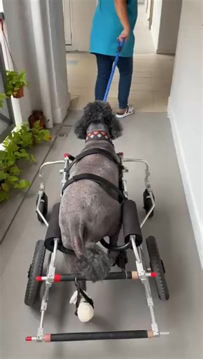 Lucky was readmitted to the hospital after his breathing became rapid and his pulse weakened. Despite a successful surgery, he is still in pain. The vet diagnosed post-renal azotemia, with an enlarged bladder pressing against his abdomen. Lucky now depends on IV fluids, pain medication, and continued hospital treatment to prevent further complications. Support at this stage helps keep his treatment going while his body remains weak. --- 🐶 --- Animals feel pain, fear, and loneliness, they just c