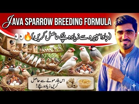 How to Make Best Breeding Soft Food for Java Sparrow | 100% Success Formula