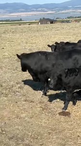 42K views · 906 reactions | The Difference Between a Milk Cow and a Beef Cow #cows | Jame Rubinson | Facebook