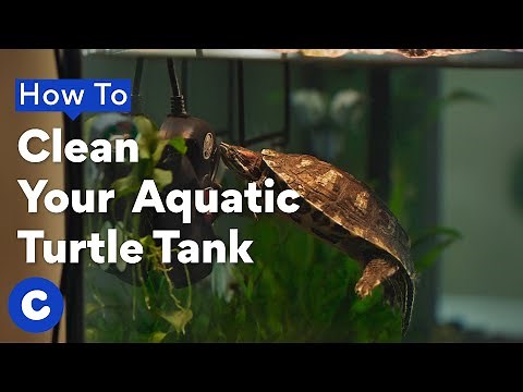 How To Clean a Turtle Tank | Chewtorials