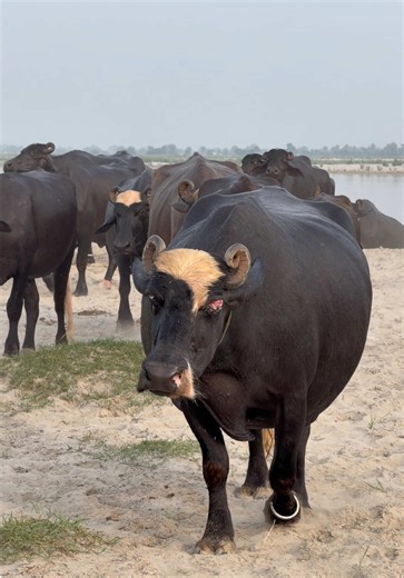 Cute Buffalo at Tahir Dairy: The Viral Video You Need to See