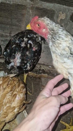 Quem tá ficando bonito é ele !#galinha