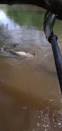 Nice catfish line check #catfishing #limbline #fishing