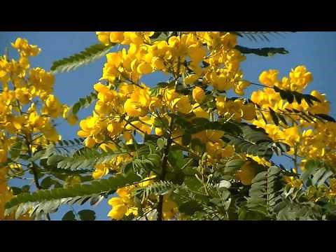 St. John's Wort - Plant Hinterland