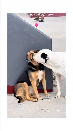 Dog Giving Another Pup Kisses 😘 #dogs