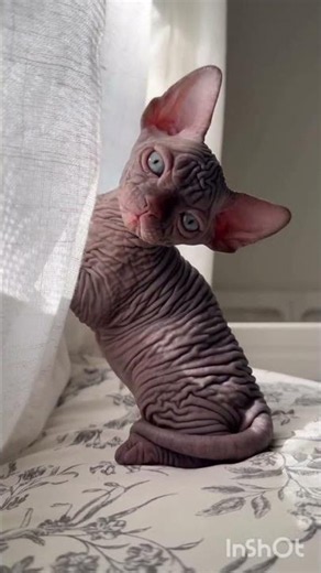 Amazing Animal Growth Journey #animals #wildlife