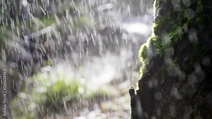 Mossy bark with backlit rain. Close-up of moss covered tree bark with bright rain which stops falling.