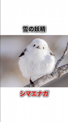 雪の妖精シマエナガ#豆知識 #動物 #雑学